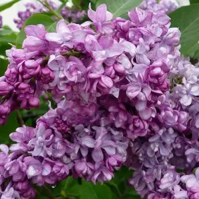 Сирень ГЕНЕРАЛ ПЕРШИНГ в Гродно