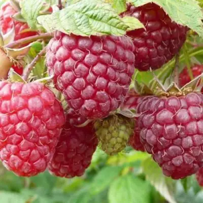 Малина ПОЛЬКА (ПОЛКА) в Гродно
