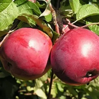 Яблоня ДАРУНАК в Гродно