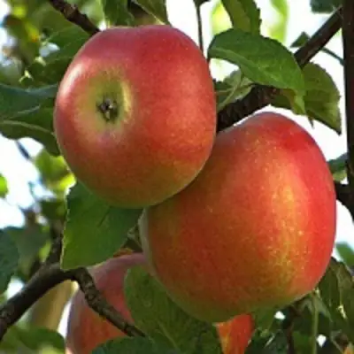 Яблоня ПЕРСИКОВАЯ в Гродно
