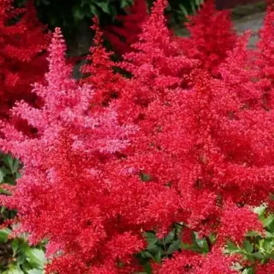 Астильба ЭТНА Арендса в Гродно