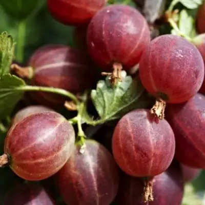 Крыжовник ХИННОМАКИ РОТ в Гродно