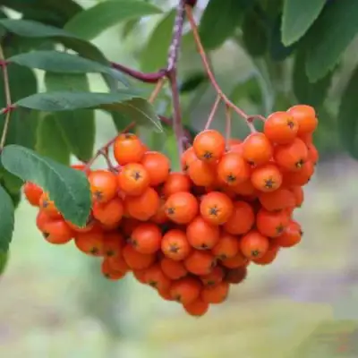 Рябина ВЕФЕД сладкоплодная в Гродно