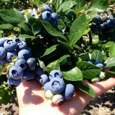 Голубика ДАРРОУ в Гродно