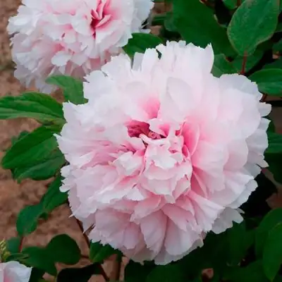 Пион ПЕРСИК ПОД СНЕГОМ древовидный в Гродно