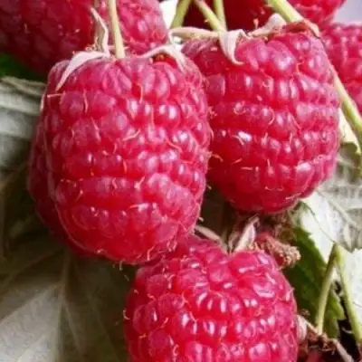 Малина ГЕРАКЛ в Гродно