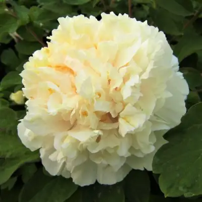 Пион НЕЖНЫЙ ГОЛОС древовидный в Гродно