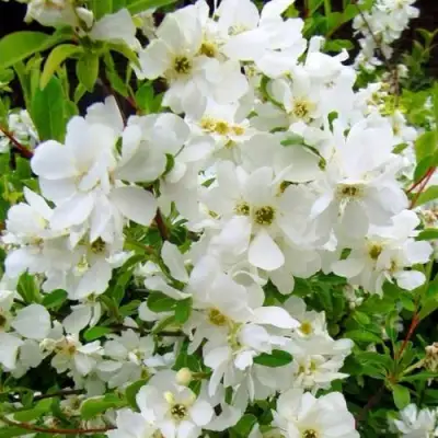 Экзохорда ЗЕ БРАЙД в Гродно