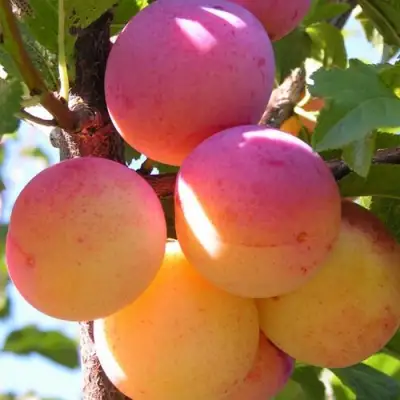 Алыча ВЕТРАЗЬ-