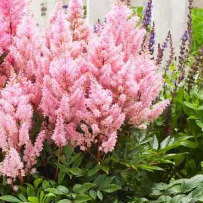 Астильба ЛУК ЭТ МИ японская в Гродно