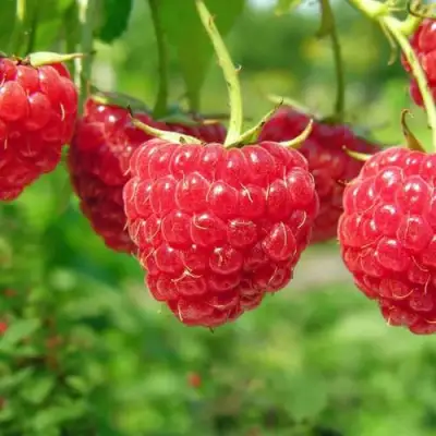 Малина ПРОСТО ПРЕЛЕСТЬ (СТОЛЕШНИК) в Гродно