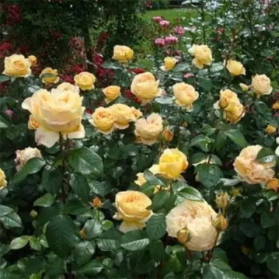 Роза КЕНДЛАЙТ чайно-гибридная в Гродно