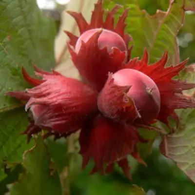 Фундук МОСКОВСКИЙ РУБИН в Гродно