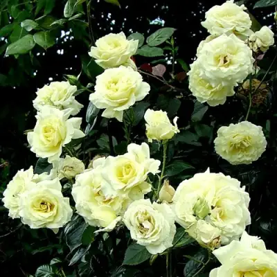 Роза ЭЛЬФ плетистая в Гродно