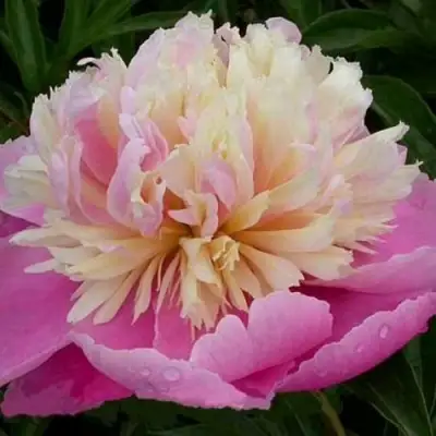 Пион ВЕСЕННЯЯ ПАЛИТРА травянистый в Гродно