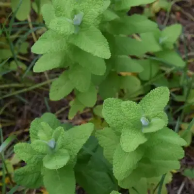Мята АПФЕЛМИНЦЕ в Гродно