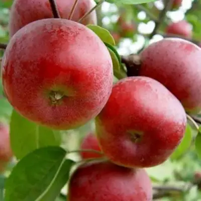 Яблоня АНТЕЙ в Гродно