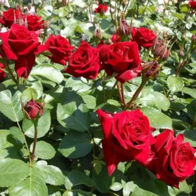 Роза ЭКСПЛОРЕР чайно-гибридная в Гродно