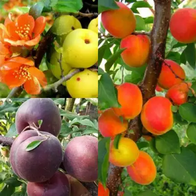 Комплект САД ДЛЯ ГУРМАНА в Гродно