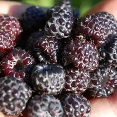 Малина БРИСТОЛЬ в Гродно