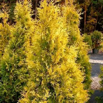 Туя ЕВРОПА ГОЛД западная в Гродно