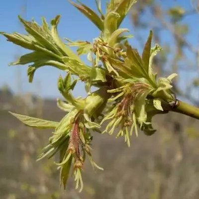 Клен ясенелистный в Гродно
