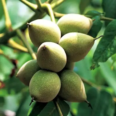 Орех МАНЬЧЖУРСКИЙ в Гродно