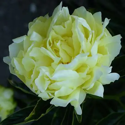 Пион ЗОЛОТАЯ КОЛЕСНИЦА травянистый в Гродно