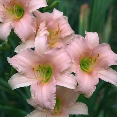 Лилейник ЛАКШЕРИ ЛЕЙС гибридный в Гродно