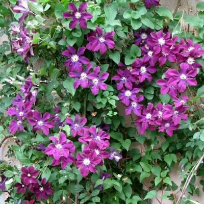 Клематис ГЕРОИ ВАРШАВЫ в Гродно