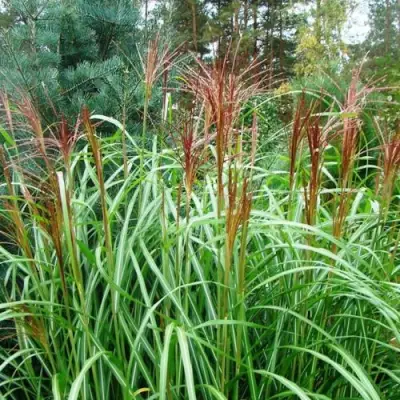 Мискантус МАЛЕПАРТУС китайский  в Гродно