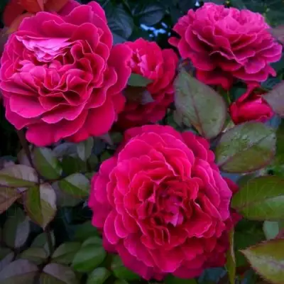 Роза БЕЛЬВЬЮ чайно-гибридная в Гродно