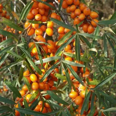 Облепиха РОСИНКА в Гродно