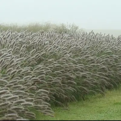Пеннисетум ЛЕДИ Ю в Гродно
