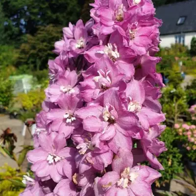 Дельфиниум АСТОЛАТ тихоокеанский в Гродно