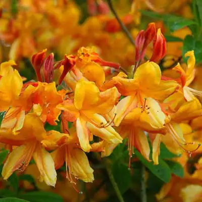 Азалия ОРАНЖ ХИТ листопадная в Гродно