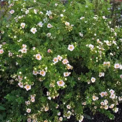 Лапчатка ПИНК КВИН кустарниковая в Гродно