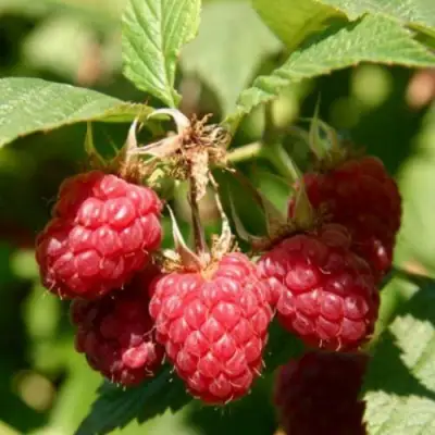 Малина ремонтантная Полька