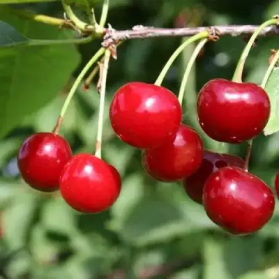 Вишня РИВАЛ в Гродно