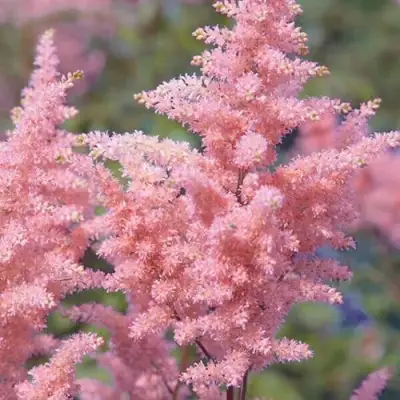 Астильба ГЛИТТЕР ЭНД ГЛАМУР китайская в Гродно