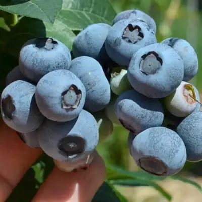 Голубика НЕЛЬСОН в Гродно