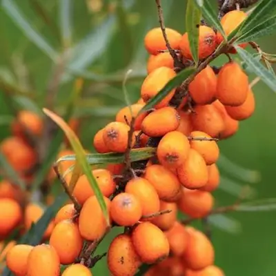 Облепиха АЛТАЙСКАЯ в Гродно