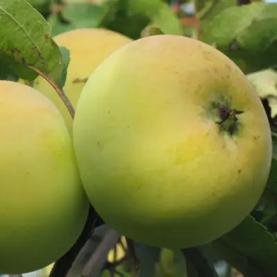 Яблоня РОССИЯНКА в Гродно