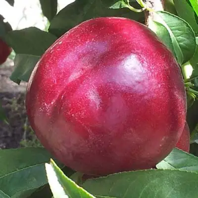 Нектарин ЭКСТРИМ БЬЮТИ в Гродно