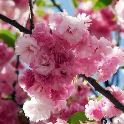 Сакура ПИНК ПЕРФЕКШН в Гродно