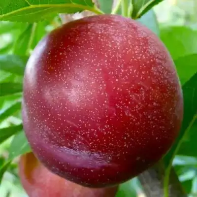 Слива БЕРБАНК ГИГАНТ в Гродно