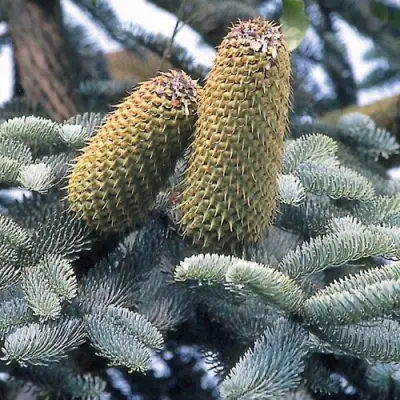 Пихта благородная в Гродно