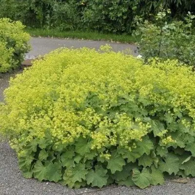 Манжетка ТРИЛЛЕР мягкая в Гродно