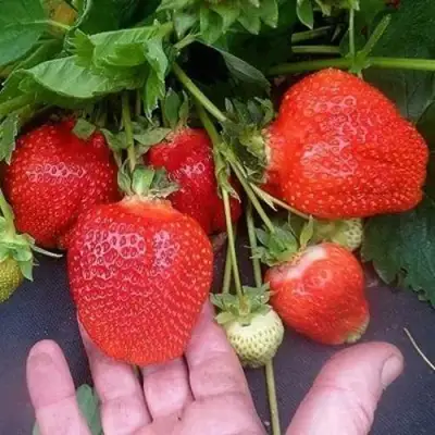 Клубника АЗИЯ в Гродно