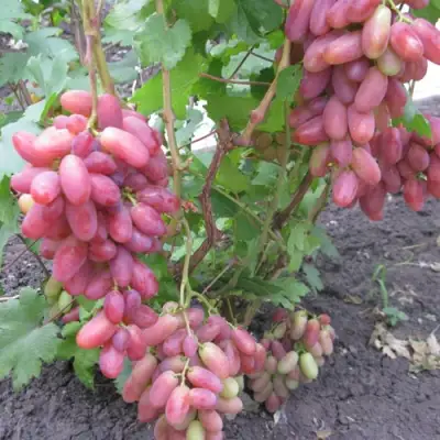 Виноград ЮЛИАН в Гродно